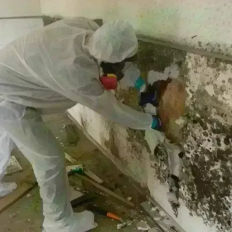 Mold Remediation and Removal in Phoenix, IL